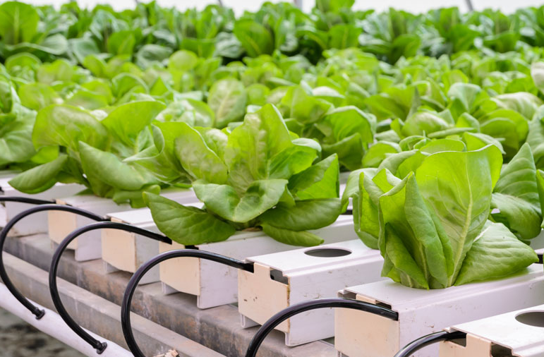 Combined Aquaponic and Hydroponic Systems